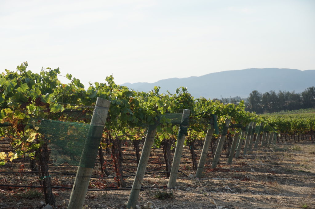 The image depicts vinery bushes.