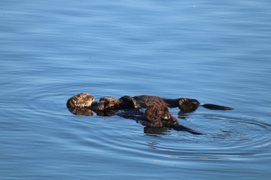 Two otters floating in deep blue water.