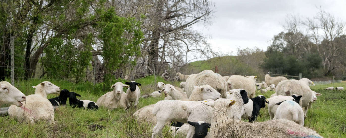 Many sheep in a grass field.